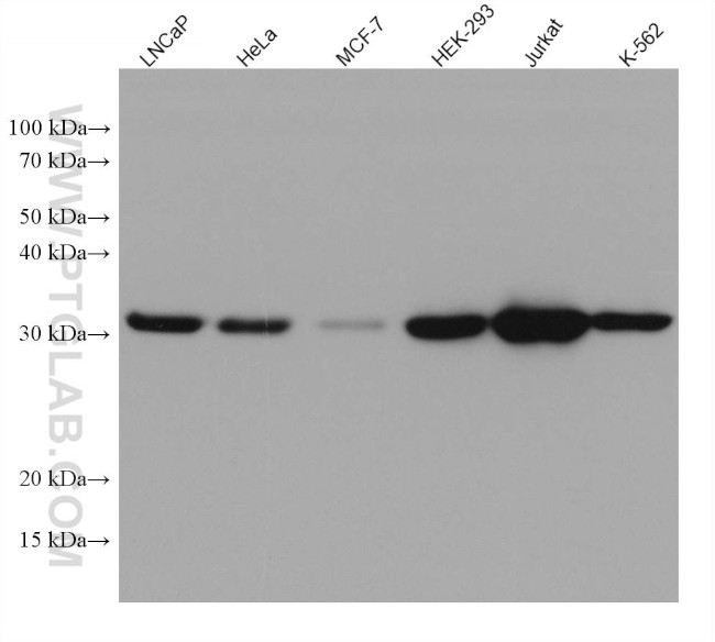 RNASEH2A Antibody in Western Blot (WB)