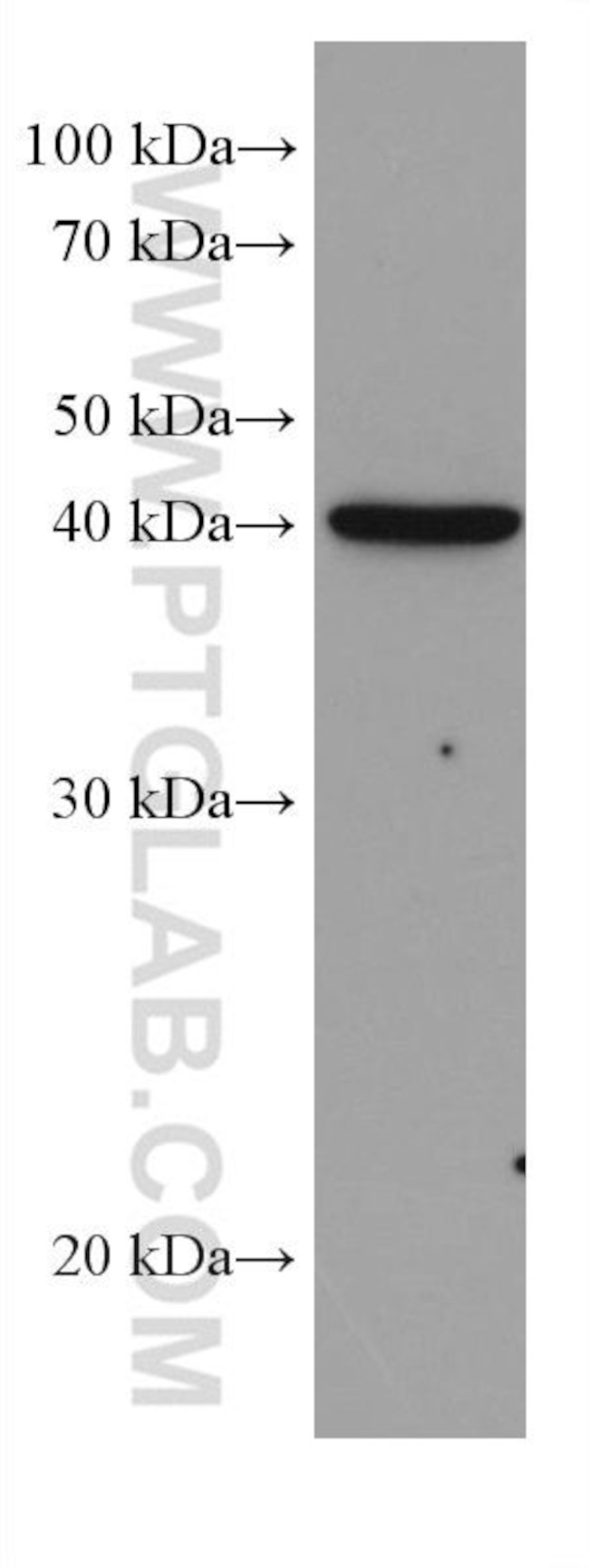 DHODH Antibody in Western Blot (WB)