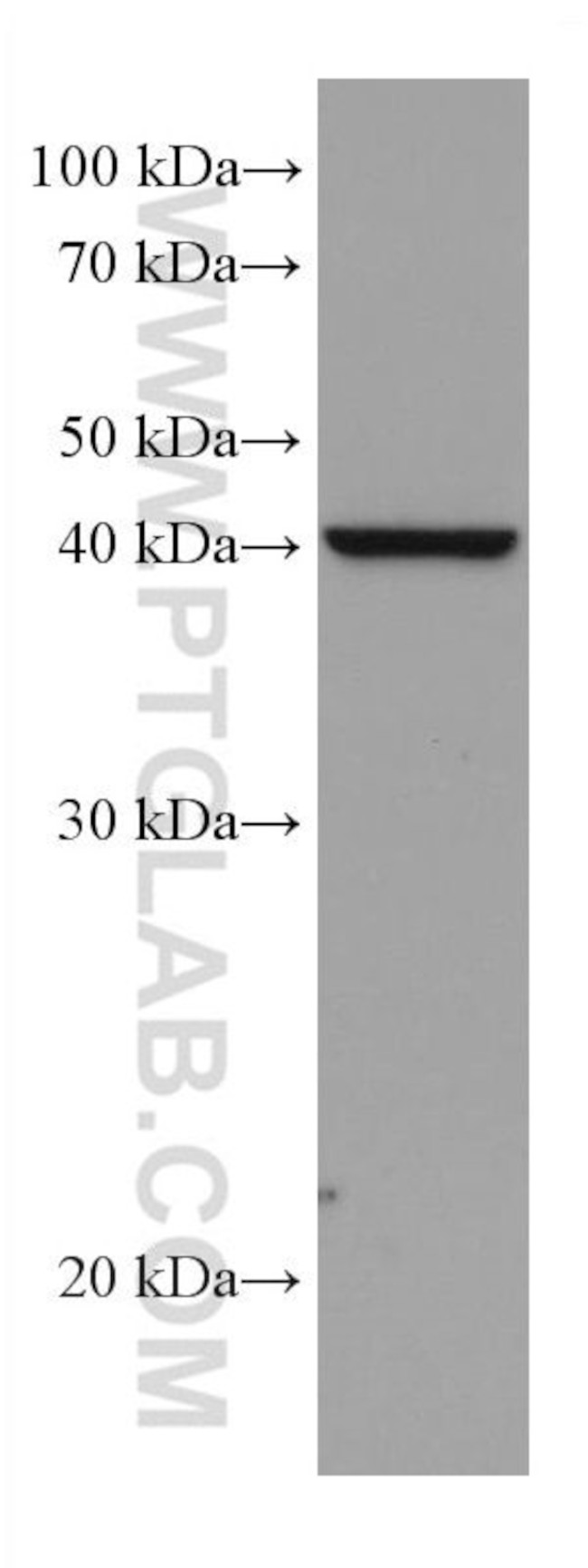 DHODH Antibody in Western Blot (WB)