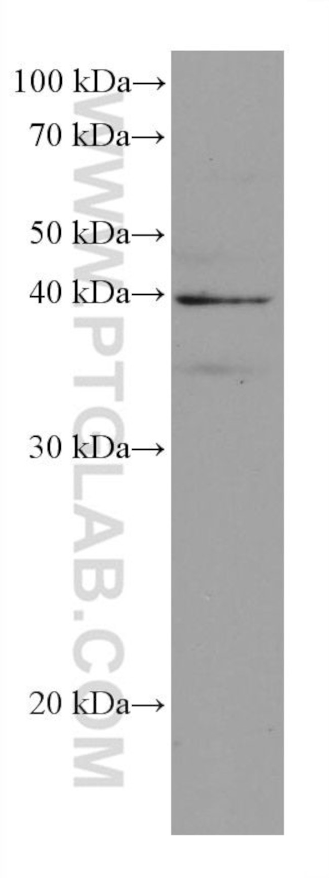 DHODH Antibody in Western Blot (WB)