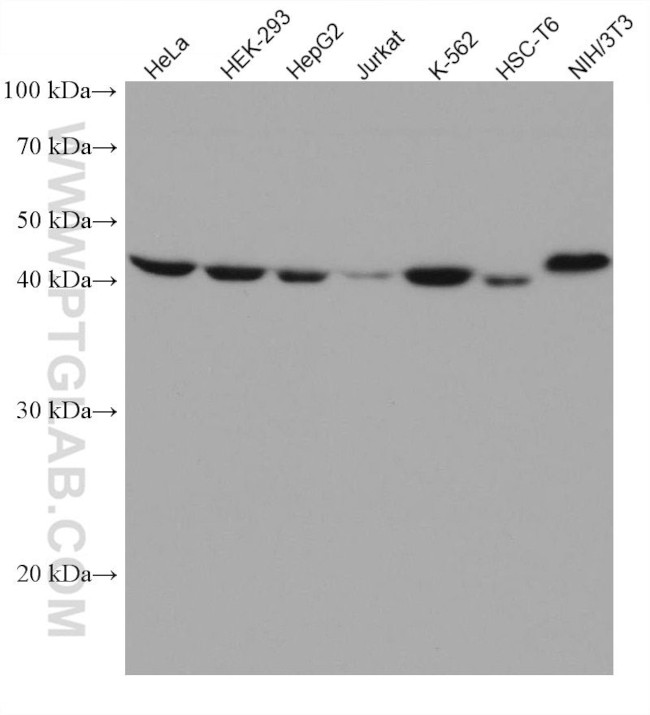 PRMT6 Antibody in Western Blot (WB)