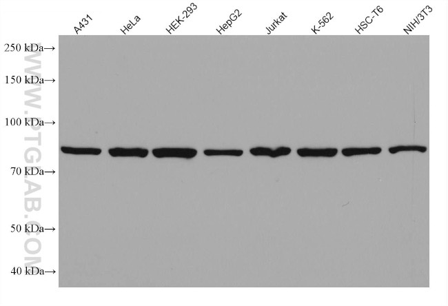 DDX1 Antibody in Western Blot (WB)