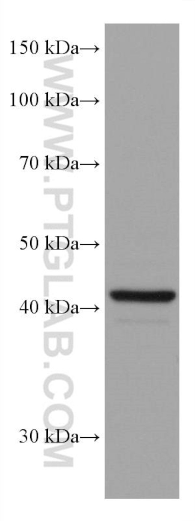 SOX1 Antibody in Western Blot (WB)