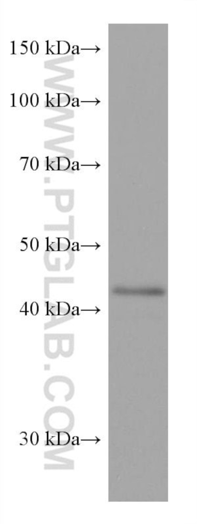 SOX1 Antibody in Western Blot (WB)