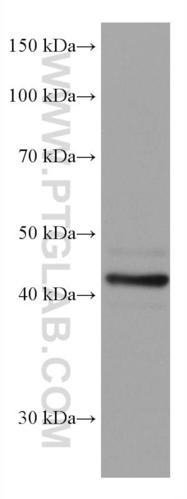 SOX1 Antibody in Western Blot (WB)