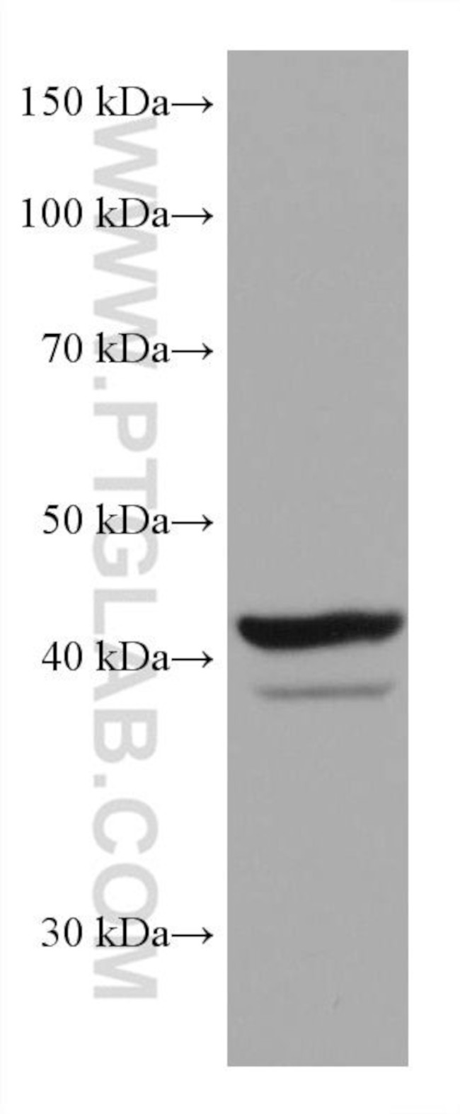 SOX1 Antibody in Western Blot (WB)