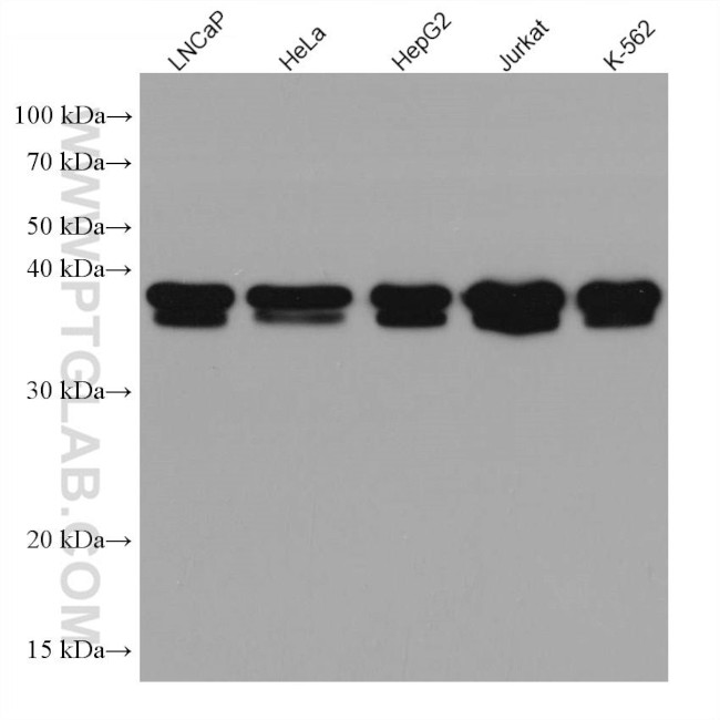 RALY Antibody in Western Blot (WB)