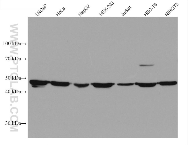 ACOX1 Antibody in Western Blot (WB)