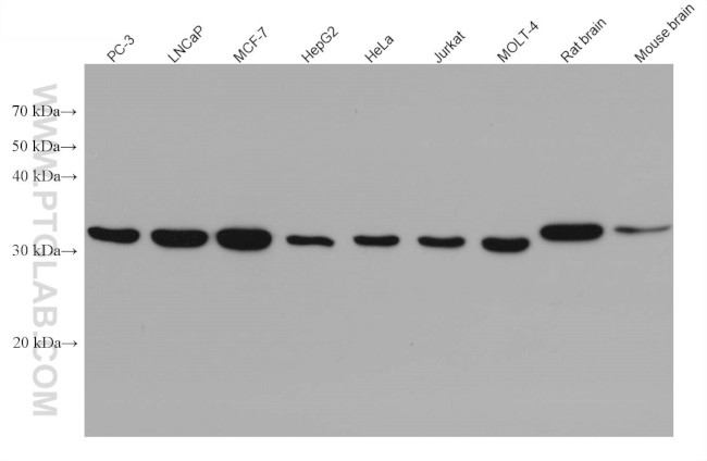 SFXN1 Antibody in Western Blot (WB)