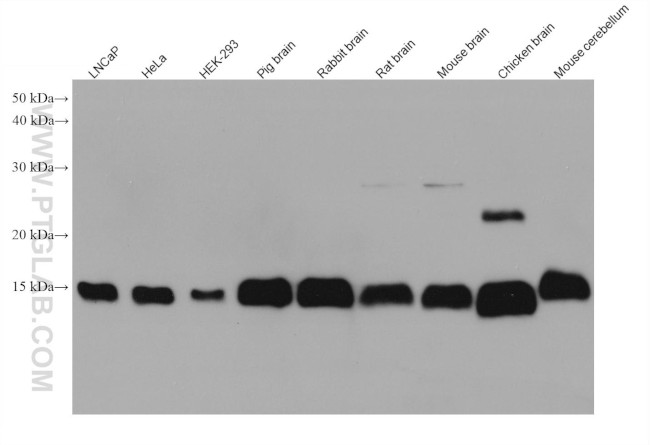 CISD1 Antibody in Western Blot (WB)