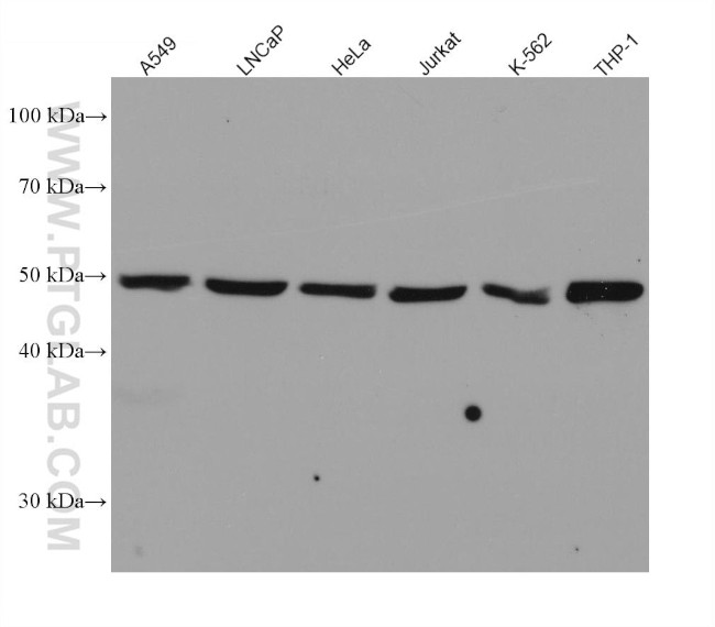 ADPGK Antibody in Western Blot (WB)