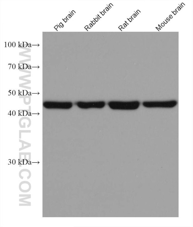 ACTR3B Antibody in Western Blot (WB)