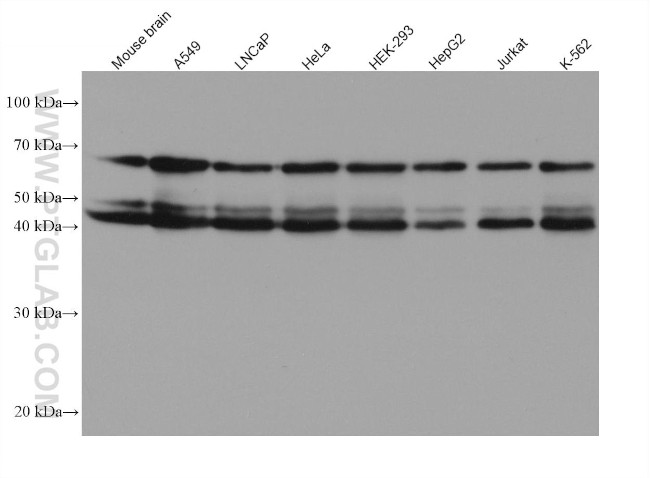 PAIP1 Antibody in Western Blot (WB)