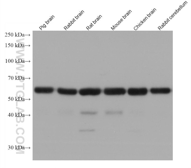 Synaptotagmin-1 Antibody in Western Blot (WB)