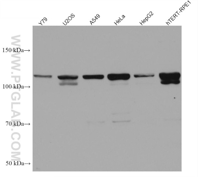 SH3BP4 Antibody in Western Blot (WB)