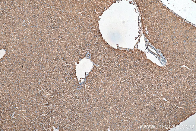 AIFM2 Antibody in Immunohistochemistry (Paraffin) (IHC (P))