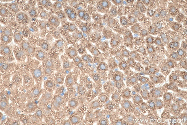 AIFM2 Antibody in Immunohistochemistry (Paraffin) (IHC (P))