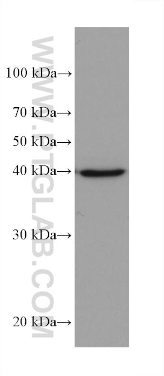 AIFM2 Antibody in Western Blot (WB)