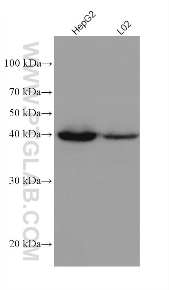 AIFM2 Antibody in Western Blot (WB)