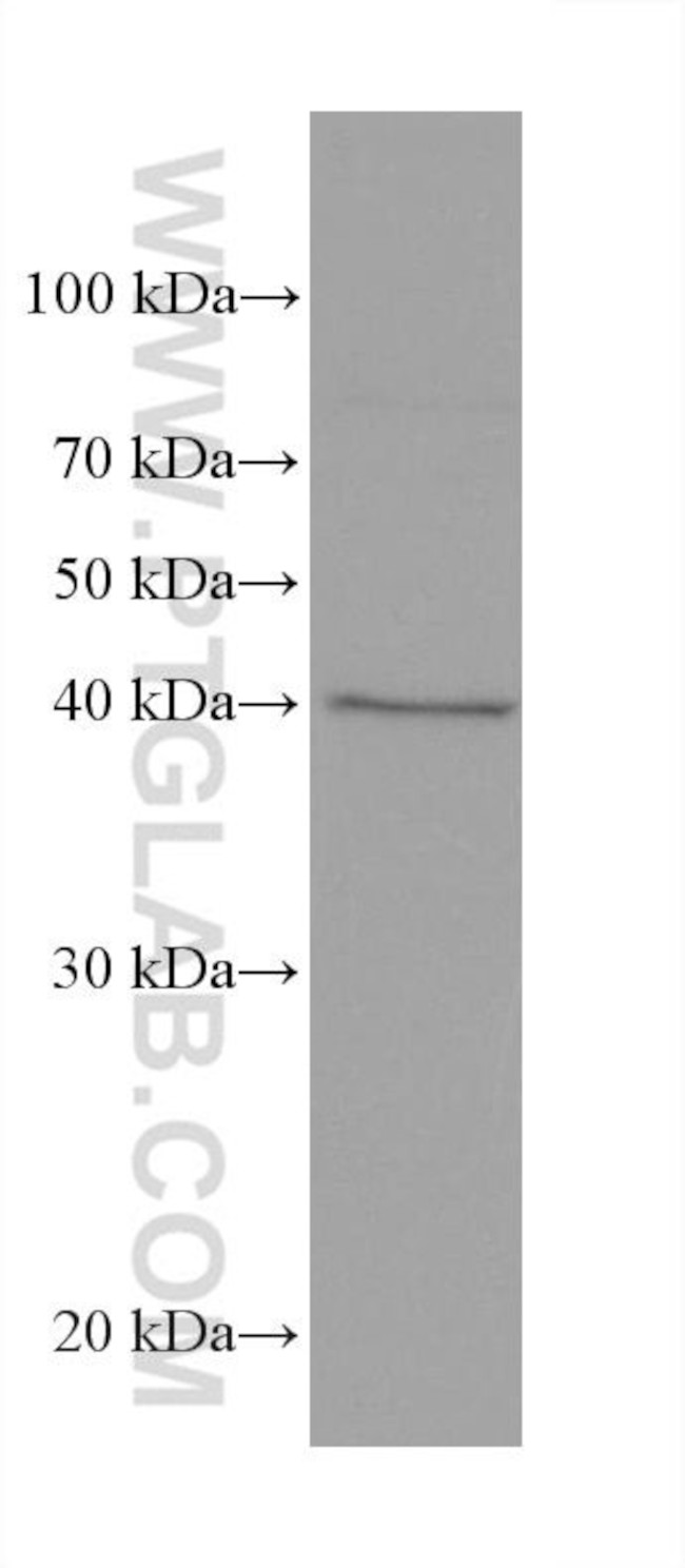 AIFM2 Antibody in Western Blot (WB)