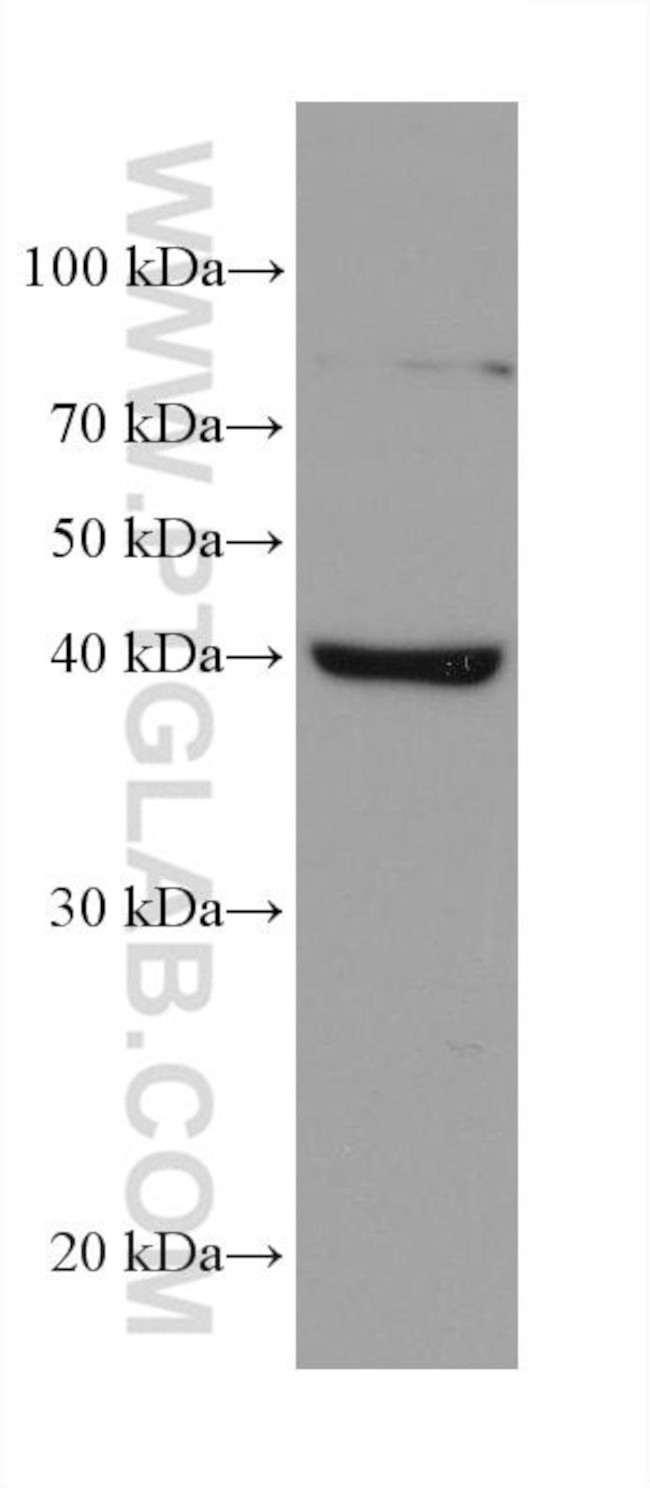 AIFM2 Antibody in Western Blot (WB)