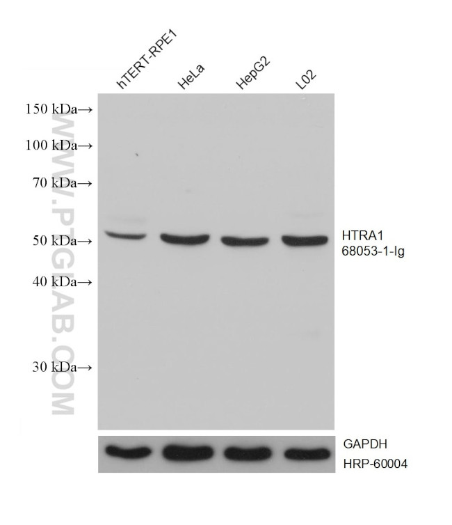 HTRA1 Antibody in Western Blot (WB)