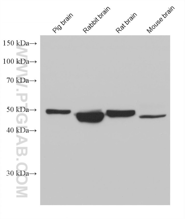 HTRA1 Antibody in Western Blot (WB)