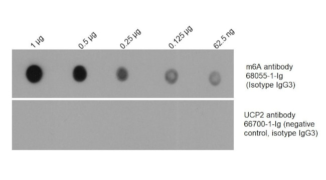 m6A Antibody in Dot Blot (DB)