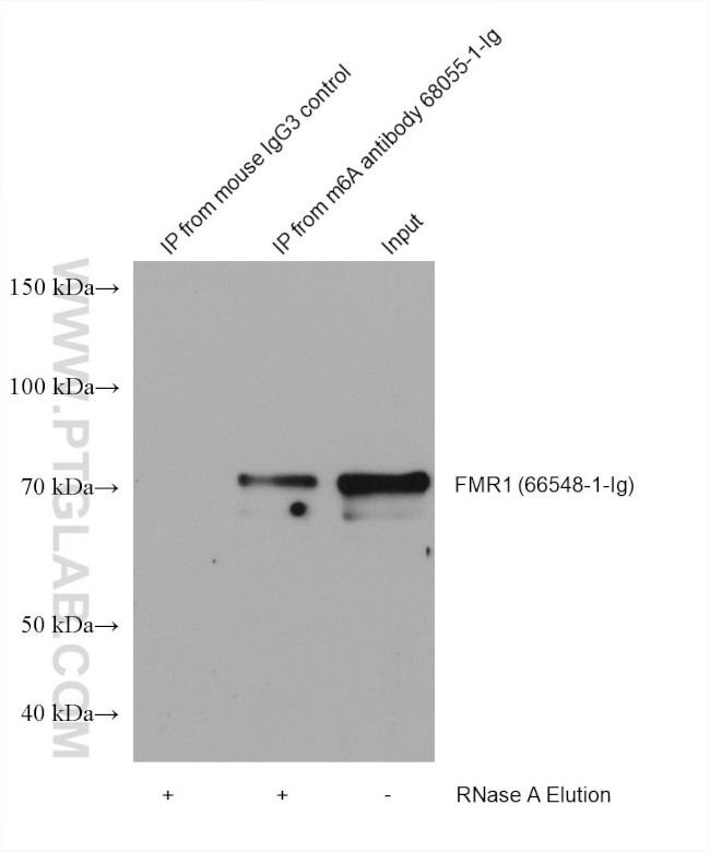 m6A Antibody in Immunoprecipitation (IP)