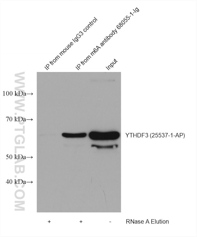 m6A Antibody in Immunoprecipitation (IP)