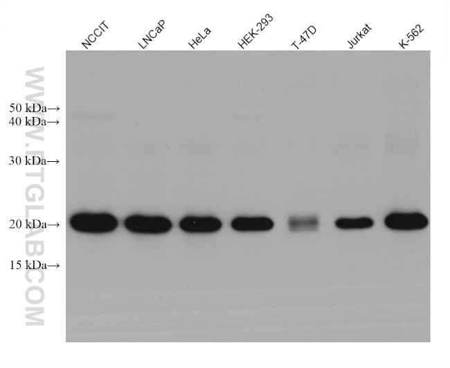 HSPB11 Antibody in Western Blot (WB)