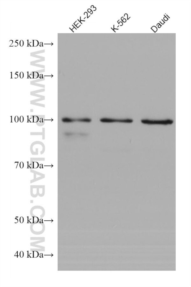 GEN1 Antibody in Western Blot (WB)