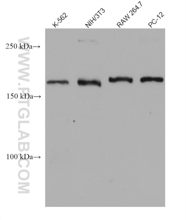 INO80 Antibody in Western Blot (WB)