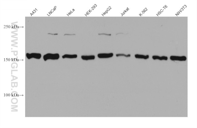 EEA1 Antibody in Western Blot (WB)