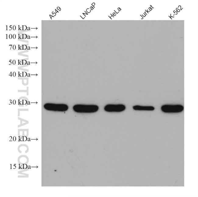 NDUFS3 Antibody in Western Blot (WB)