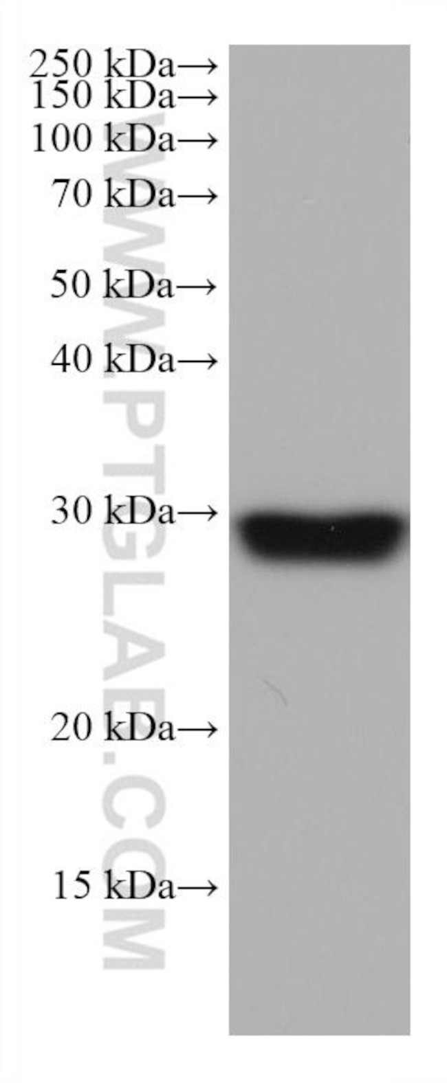 NDUFS3 Antibody in Western Blot (WB)