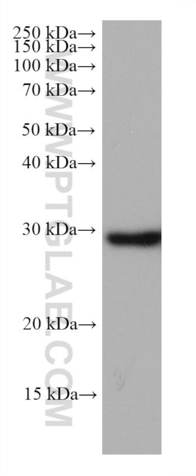 NDUFS3 Antibody in Western Blot (WB)