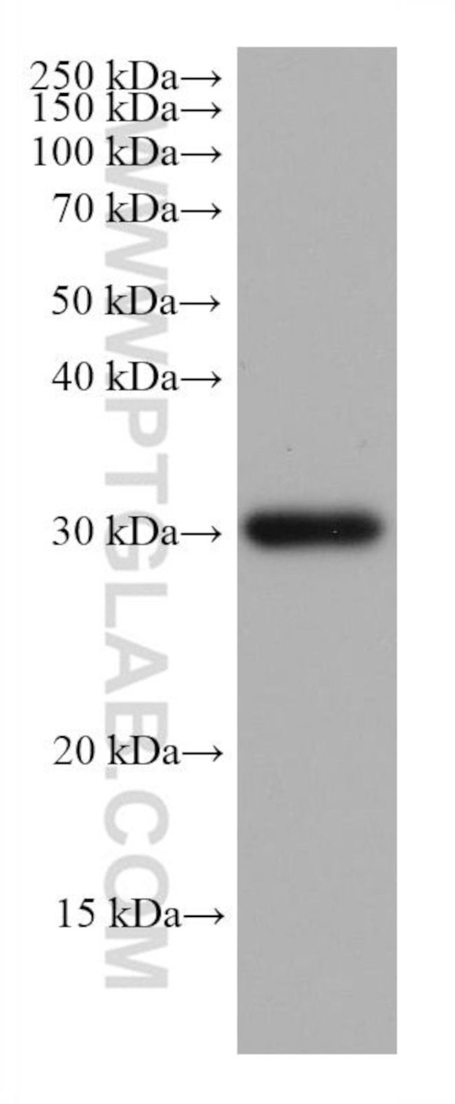 NDUFS3 Antibody in Western Blot (WB)