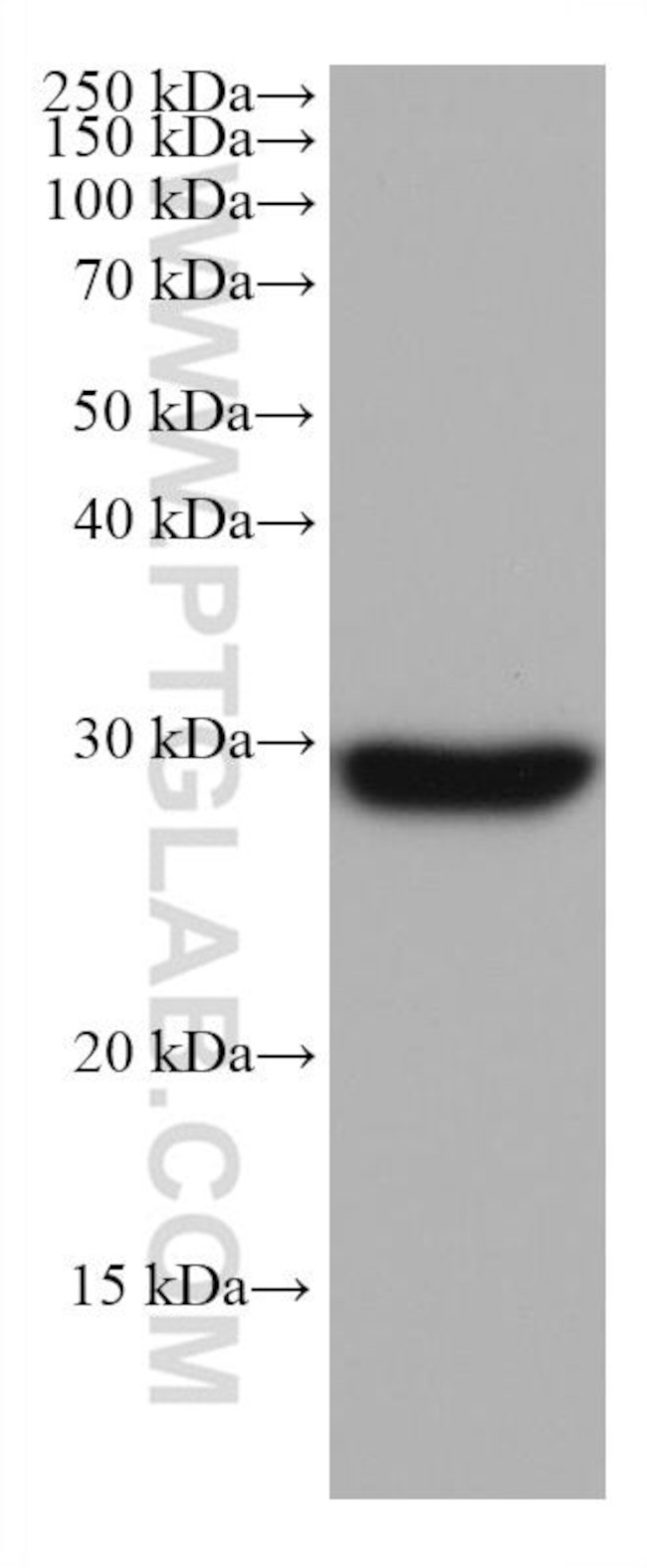 NDUFS3 Antibody in Western Blot (WB)