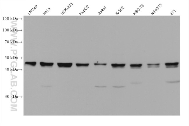 UBA3 Antibody in Western Blot (WB)