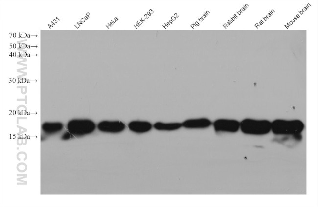 ARF1 Antibody in Western Blot (WB)