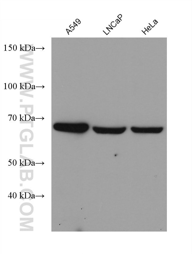 FATP2 Antibody in Western Blot (WB)