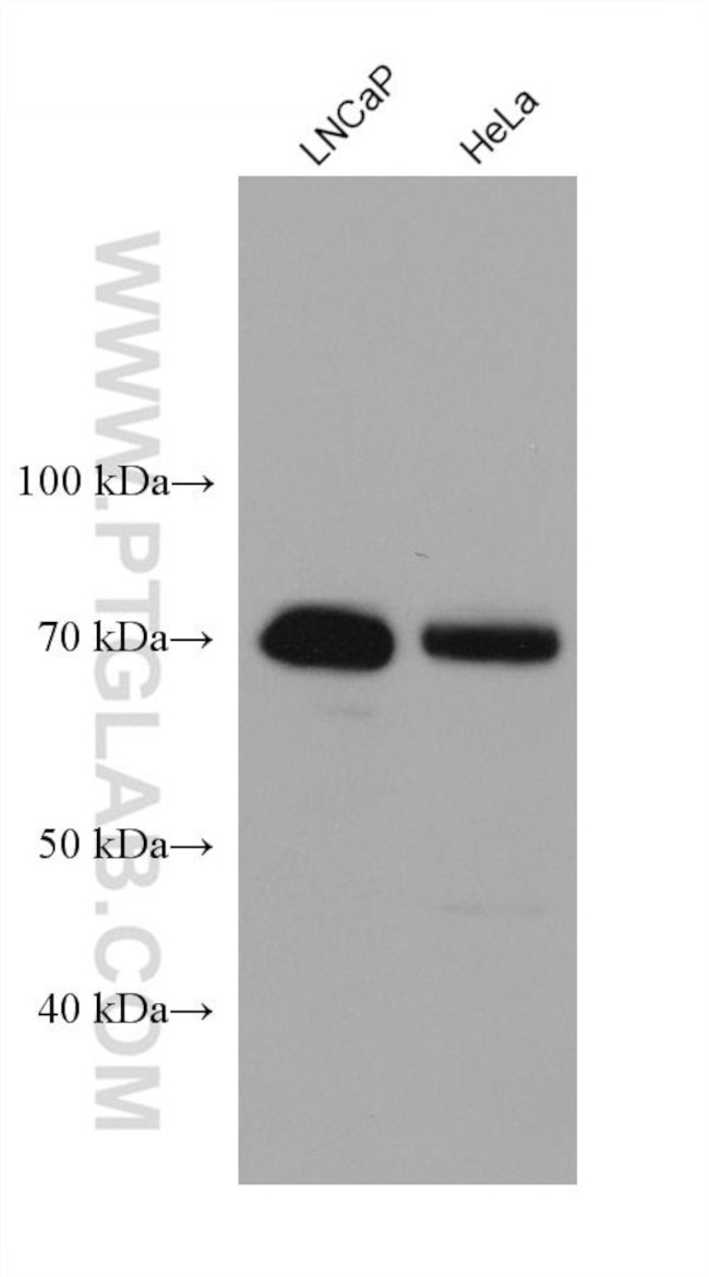 BAG3 Antibody in Western Blot (WB)