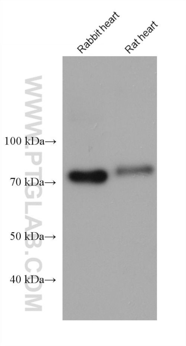 BAG3 Antibody in Western Blot (WB)