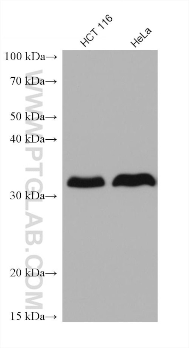 LASP1 Antibody in Western Blot (WB)