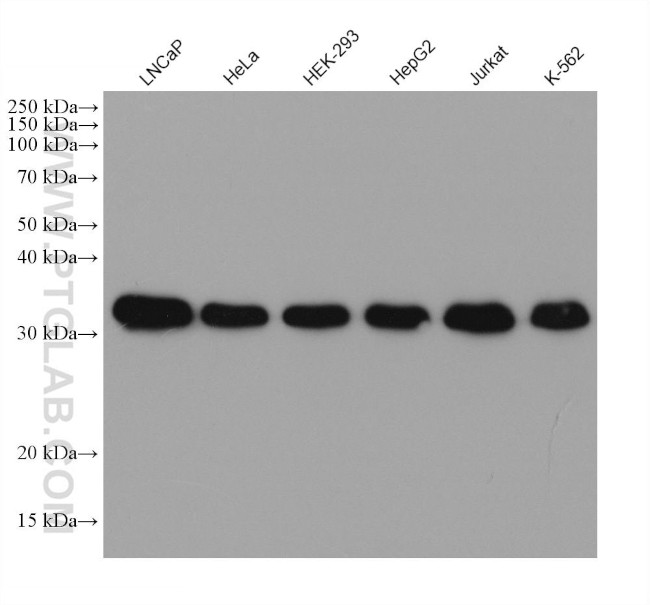 C1QBP Antibody in Western Blot (WB)