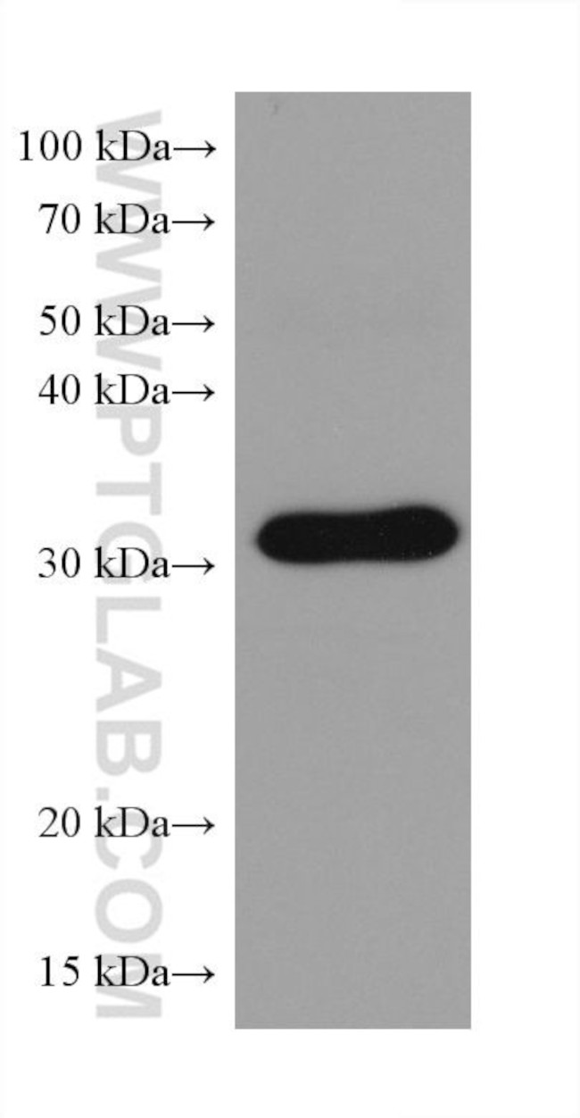 C1QBP Antibody in Western Blot (WB)