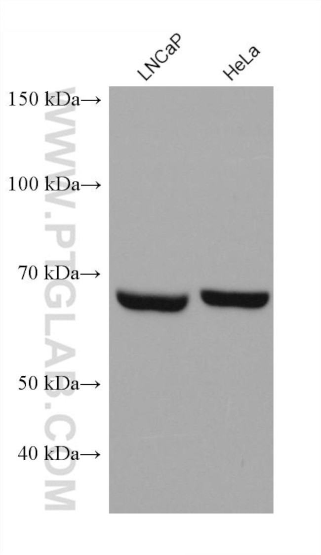 Annexin VI Antibody in Western Blot (WB)