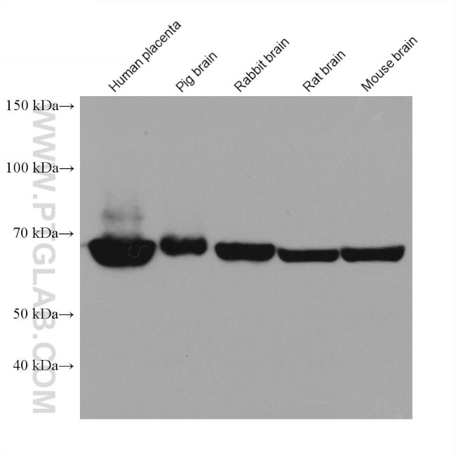 Annexin VI Antibody in Western Blot (WB)