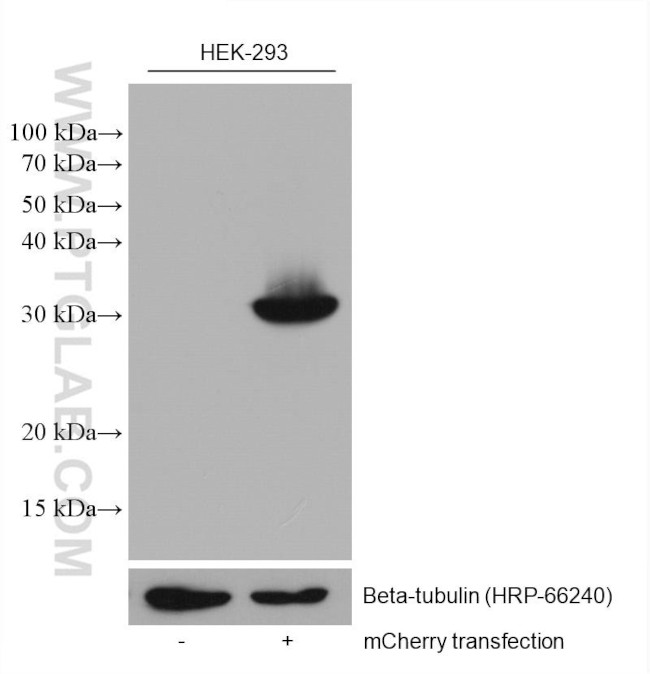 mCherry Antibody in Western Blot (WB)